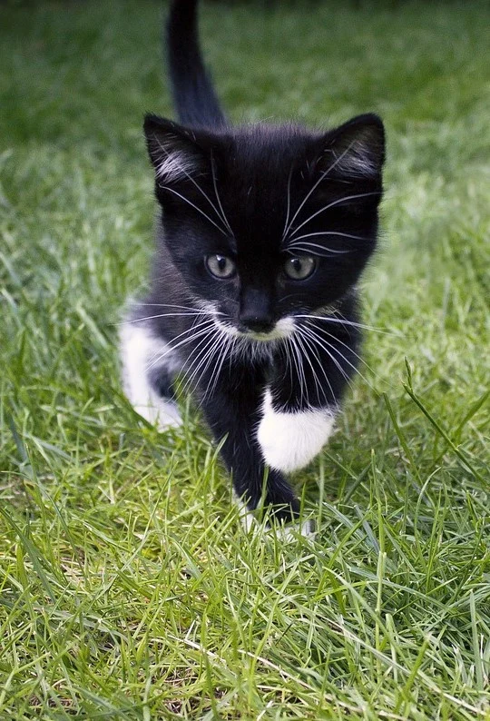 Kitten Dolla
